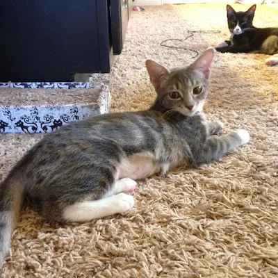 Smudge, adopted from Cats For Life Houston