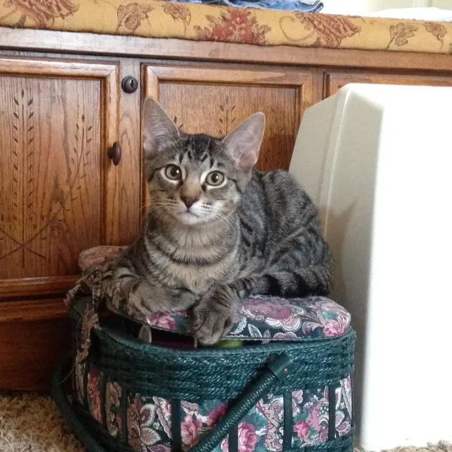 Peanut, adopted from Cats For Life in Houston, Texas