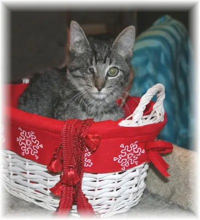 Barbie, adopted from Cats For Life Houston