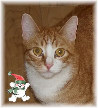 Felix, adopted from Cats For Life Houston
