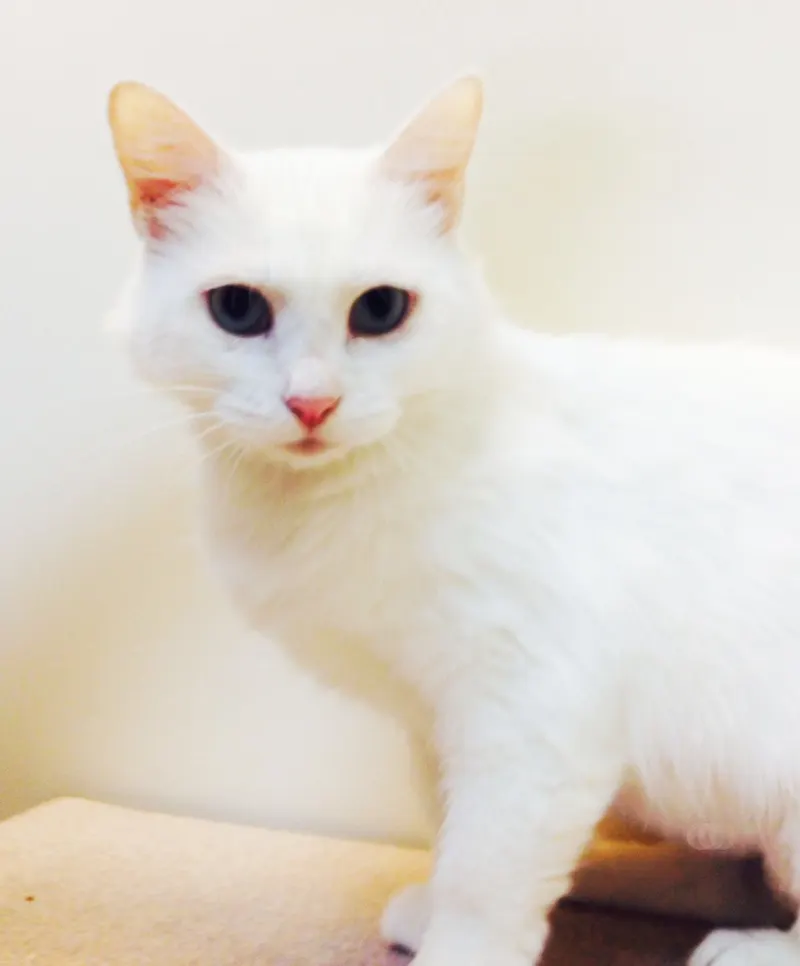 Dolly, adopted from Cats For Life in Houston, Texas