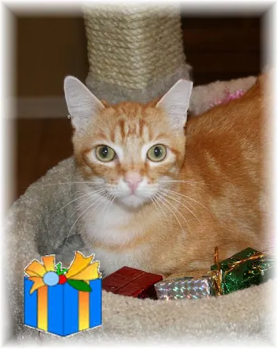 Tyson, adopted from Cats For Life Houston