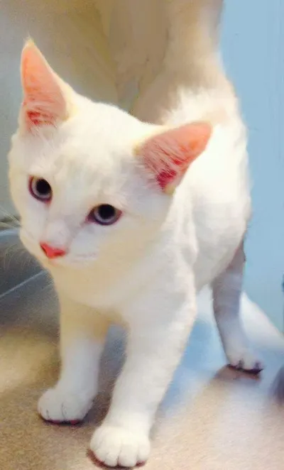 Ricky, adopted from Cats For Life Houston