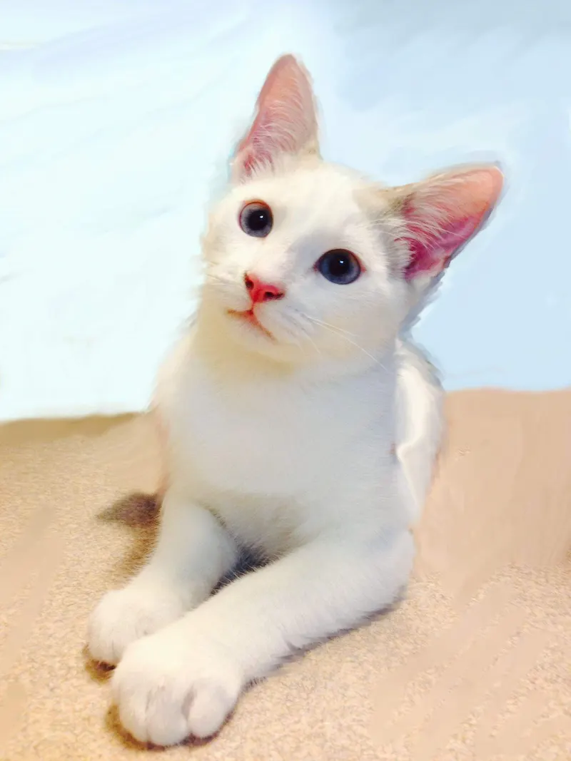 Roy, adopted from Cats For Life in Houston, Texas