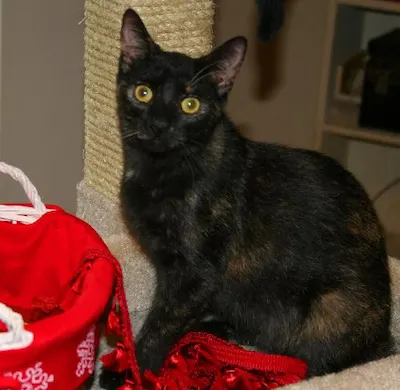 Twinkles, adopted from Cats For Life Houston