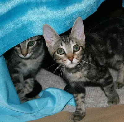 Romeo & Juliet, adopted from Cats For Life Houston