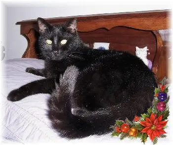 Alexis, adopted from Cats For Life Houston