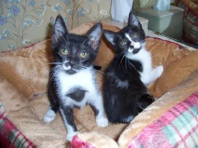 Elvis & Priscilla, adopted from Cats For Life Houston