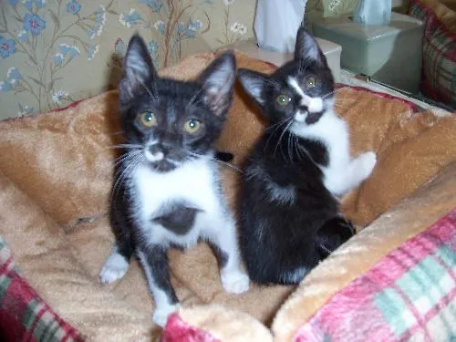 Elvis & Priscilla, adopted from Cats For Life in Houston, Texas