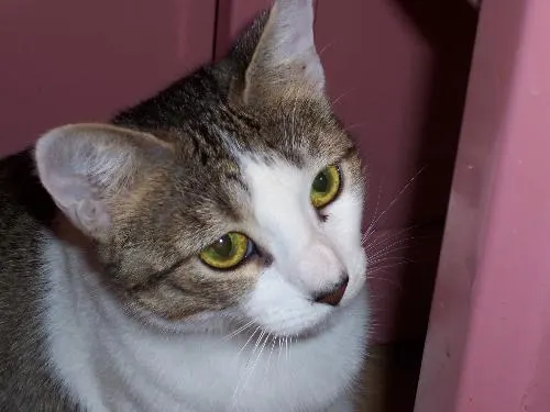 Jennifer, adopted from Cats For Life in Houston, Texas