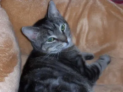 Carrie, adopted from Cats For Life Houston