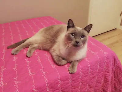 Lila, adopted from Cats For Life Houston