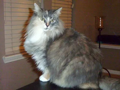 Missy, adopted from Cats For Life Houston