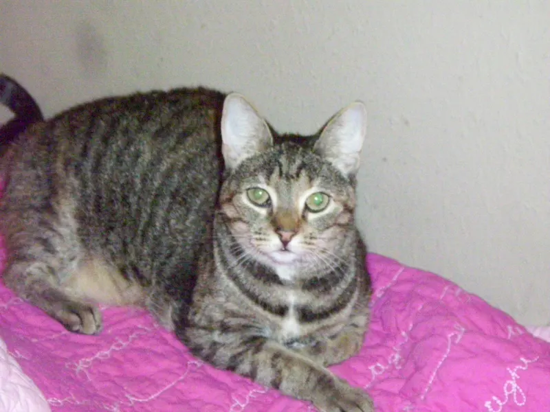 Gabby, adopted from Cats For Life in Houston, Texas