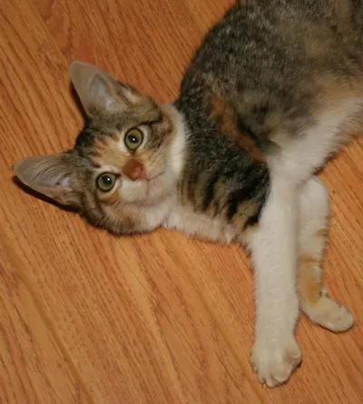 Penny, adopted from Cats For Life Houston