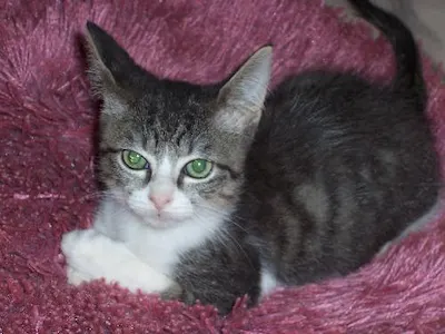 Butch, adopted from Cats For Life Houston