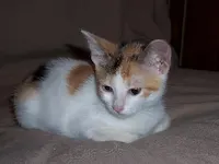 Athena, photo 1