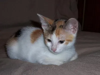 Athena, adopted from Cats For Life Houston