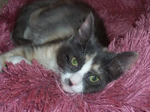 Aphrodite, adopted from Cats For Life in Houston, Texas