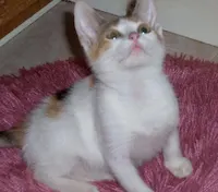 Athena, photo 4