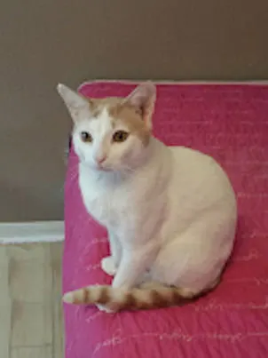 Dav, adopted from Cats For Life Houston