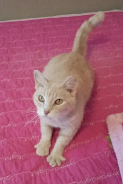 Sally - FIV positive, adopted from Cats For Life in Houston, Texas