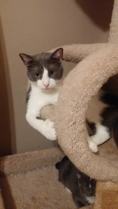 Mo, adopted from Cats For Life Houston