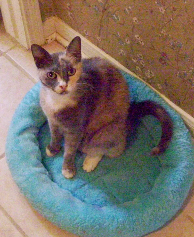 Alyssa, adopted from Cats For Life in Houston, Texas