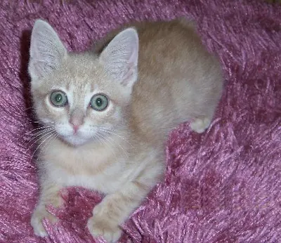 Curty-Burty, adopted from Cats For Life Houston