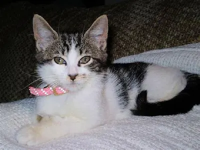 Kasey, adopted from Cats For Life Houston