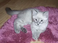 Alex, photo 2