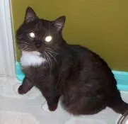 Jellybean, adopted from Cats For Life Houston