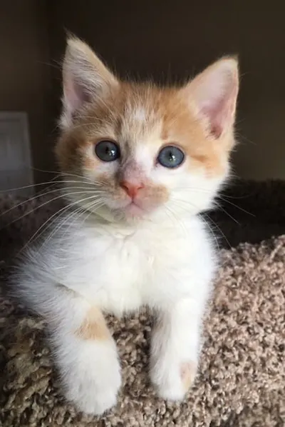 Gemma, adopted from Cats For Life Houston