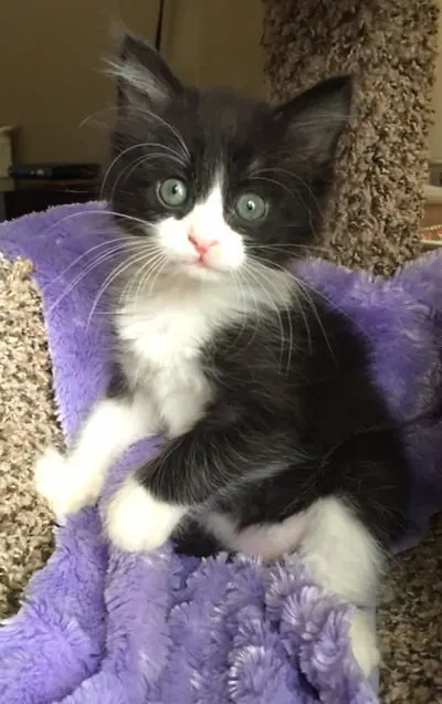 Manning, adopted from Cats For Life Houston