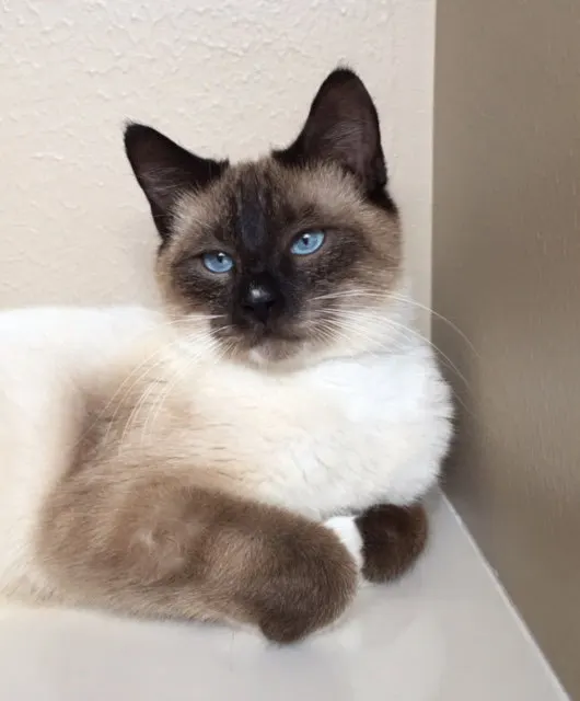 Malone, adopted from Cats For Life in Houston, Texas
