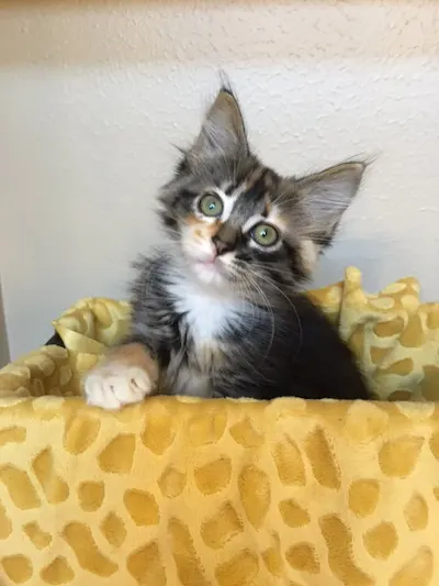 Sienna, adopted from Cats For Life Houston