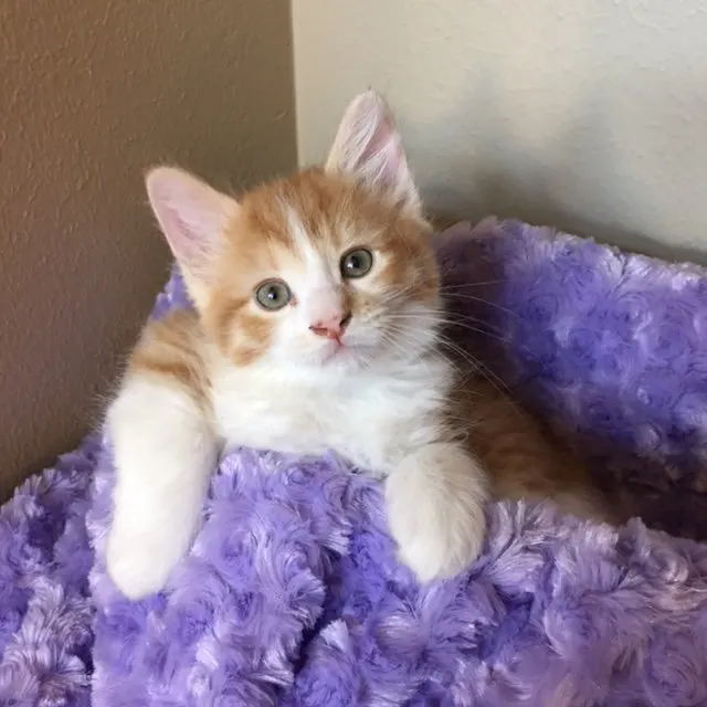 Cooper, adopted from Cats For Life in Houston, Texas
