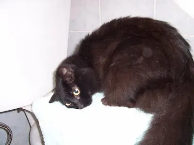 Camille, adopted from Cats For Life Houston