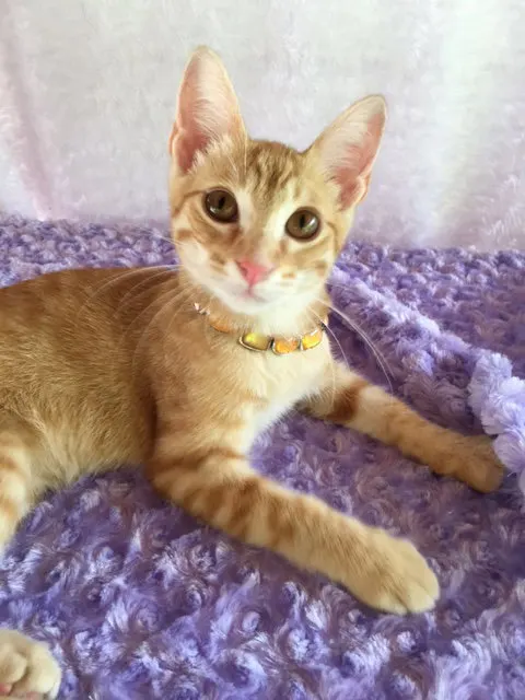 Pooksley, adopted from Cats For Life in Houston, Texas