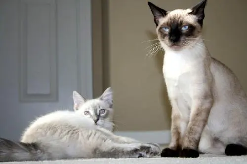 Alex, adopted from Cats For Life in Houston, Texas