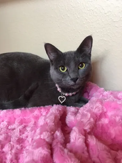 Jana, adopted from Cats For Life Houston