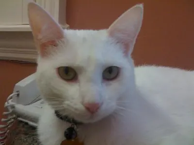 Cass, adopted from Cats For Life Houston