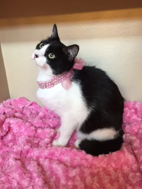 Katie, adopted from Cats For Life in Houston, Texas