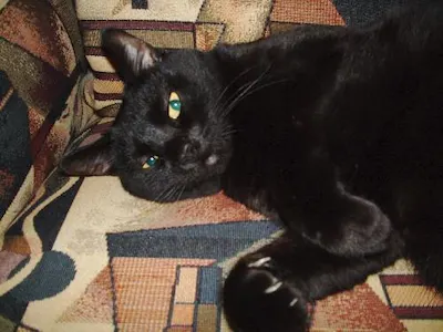 Casey, adopted from Cats For Life Houston