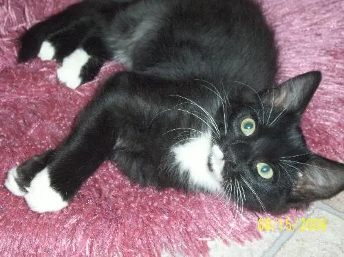 Curly, adopted from Cats For Life in Houston, Texas