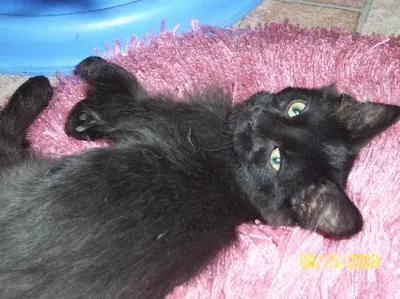 Mo, adopted from Cats For Life Houston