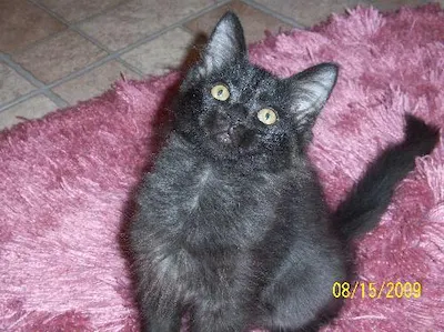 Larry, adopted from Cats For Life Houston