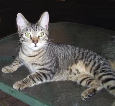 Peanut, adopted from Cats For Life Houston