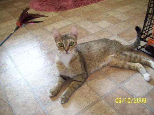 Princess, adopted from Cats For Life in Houston, Texas