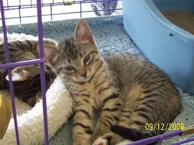 Andy, adopted from Cats For Life Houston